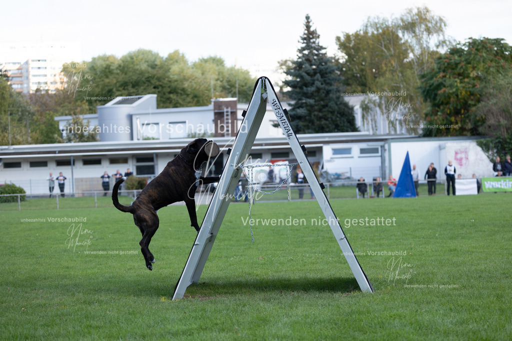 _16A5711 | Einzigartige Fotos von Hunden & Menschen –Actionfotos, Portraits, Vereinsaufnahmen & Paarshootings – authentisch, lebendig & mit Herz.