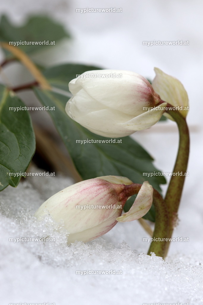 Schneerose-031 | Blüten im Schnee - Realisiert mit Pictrs.com