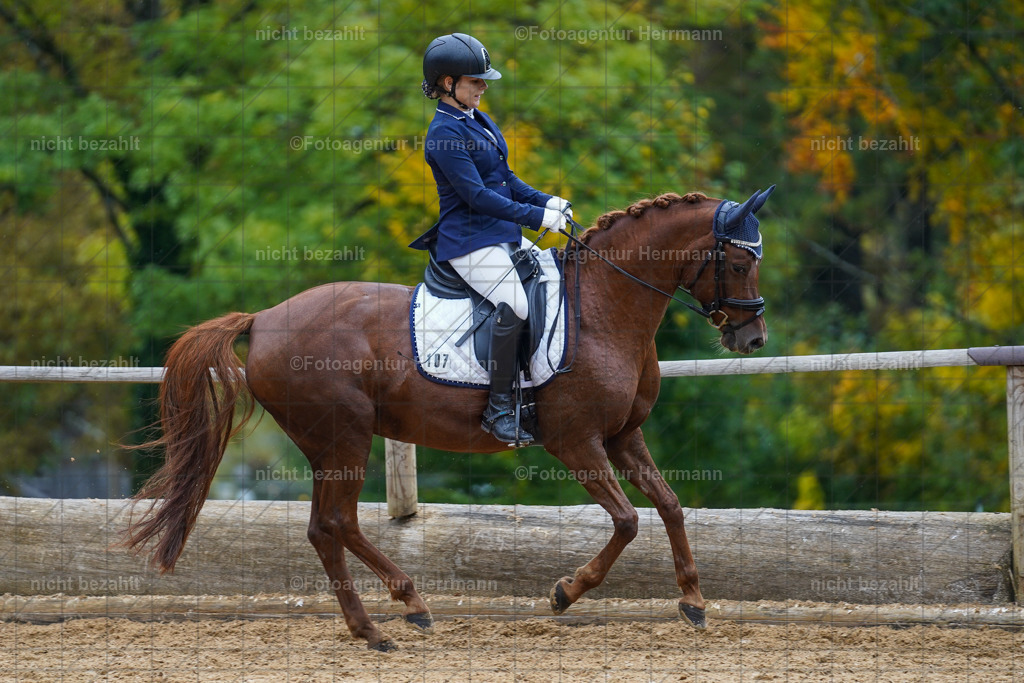 20221008-FAH01819 | Diessen am Ammersee, 2022, Dressur- und Springturnier, Reitsportbilder, Turnierfotografen Bayern, Pferdefotografen, Fotoagentur Herrmann, Turnierbilder