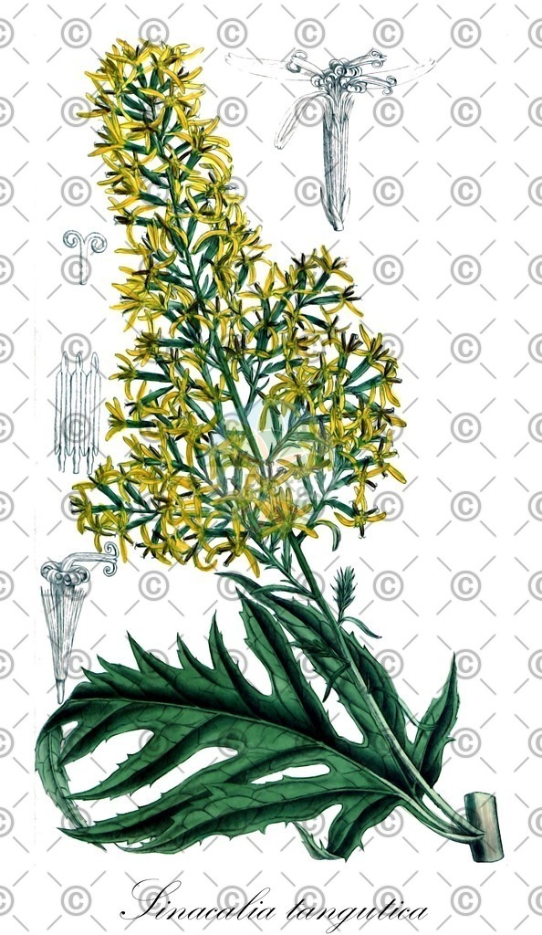 HistAbb_5637_2_FLORAD_SIMPLE | Historische Abbildung von Sinacalia tangutica - Asteraceae | Historical Illustration of Sinacalia tangutica - Asteraceae