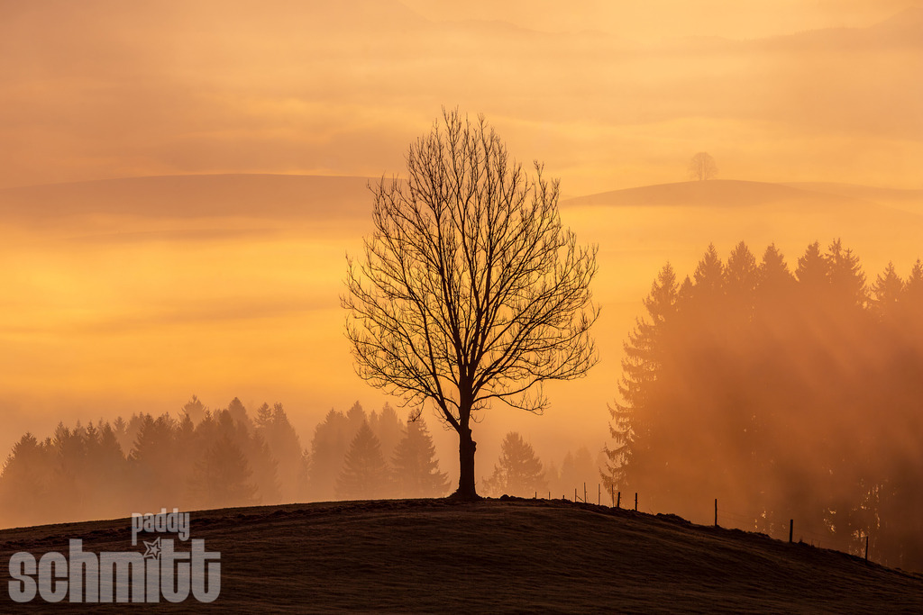 Kahler Baum im Morgennebel bei Sonnenaufgang | Ein kahler Baum im sanften Morgennebel, während der Sonnenaufgang den Himmel in warme Rottöne taucht. Eine stimmungsvolle Landschaftsaufnahme mit besonderer Licht- und Morgenstimmung. - Realisiert mit Pictrs.com