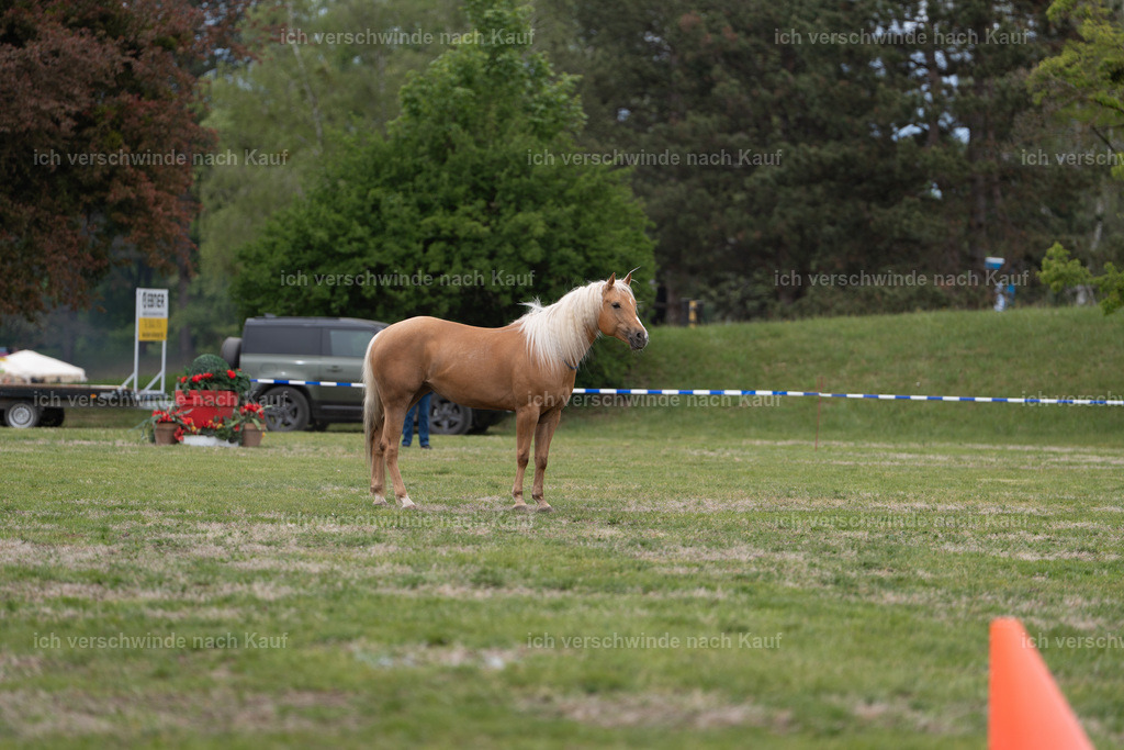 PI26_show_Jan_Picutures7C_05985.jpg | working equitationturnier fotograf videograf stoibphotography marixx film working equitation deutschland reitsport turnierfotografie eventfotografie equestrian events