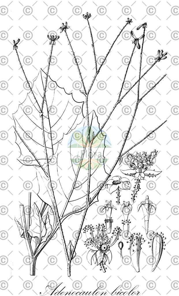 HistAbb_wfo-0000096216_1_ENZY_Simple | Historische Abbildung von Adenocaulon bicolor - Asteraceae | Historical Illustration of Adenocaulon bicolor - Asteraceae