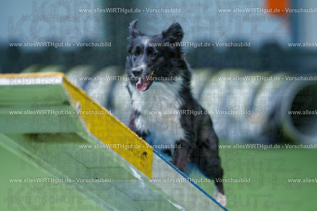 @allesWIRTHgut_Tierfotografie - www.allesWIRTHgut.de - 2604261132-7R509691 | Professionelle Tierfotografie in Mönchengladbach von Daniel Wirth (allesWIRTHgut). Liebevolle & natürliche Bilder von Hunden & Katzen für unvergessliche Erinnerungen.
