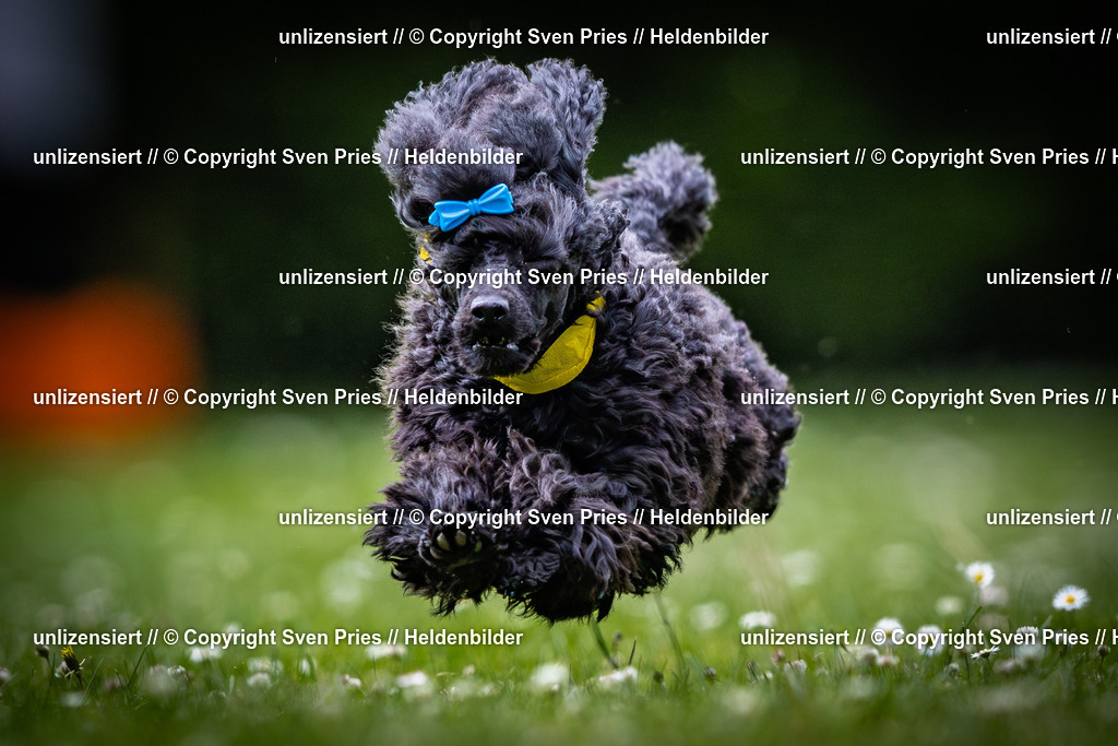 Sven Pries | 2025-05-29 - Pudelrennen KA-Durlach - Realisiert mit Pictrs.com