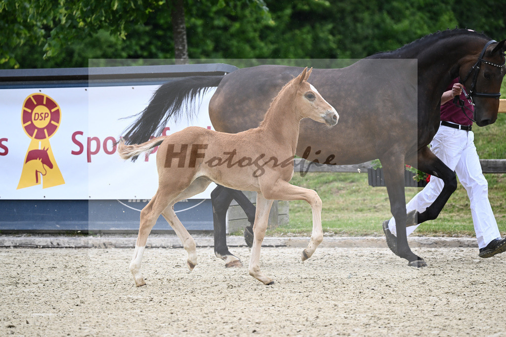 Kat-Nr. 20 HF DSP Va Bene_Feigl_17230137 | hf-fotografie - Realizzato con Pictrs.com