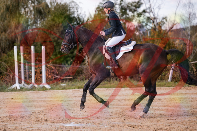 2026_10_03_Siefer-Hof_144050_Z81_12183295 | Professionelle Reitsport-, Turnier- und Eventfotografie von Robert Broda. Galerien mit ausgewählten und bearbeiteten Bildern direkt online ansehen und bestellen.