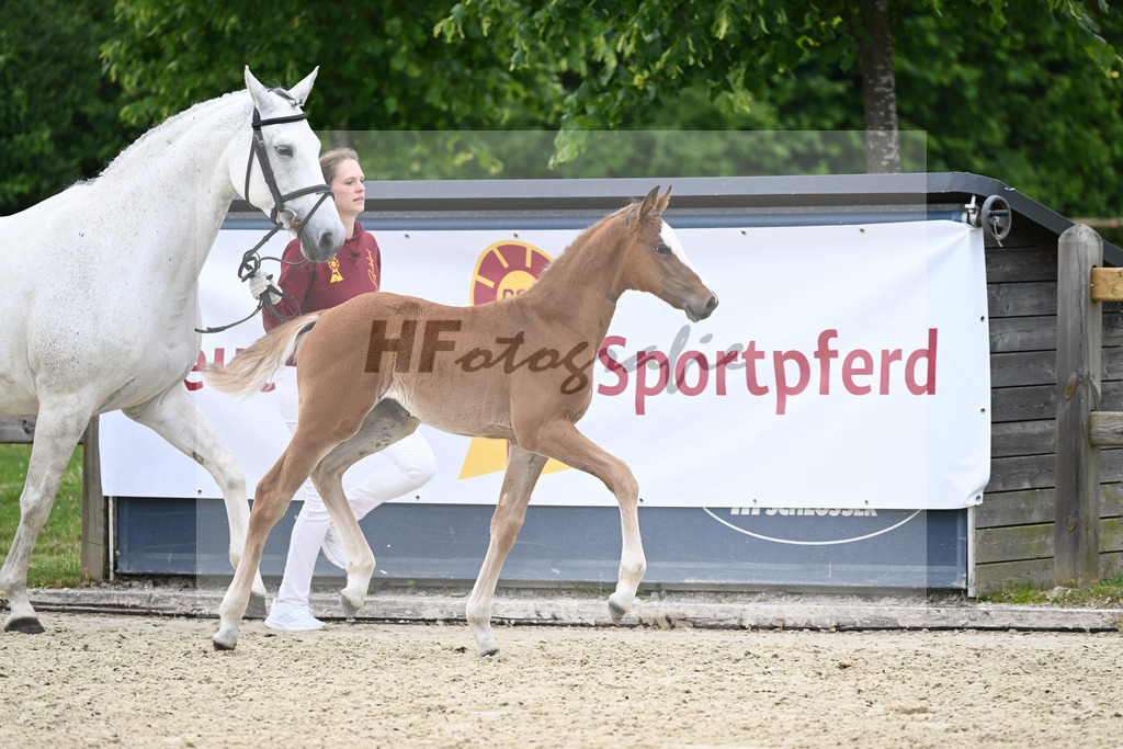 Kat-Nr. nn SF Dominator Z_Meindl_17230774 | hf-fotografie - Realizzato con Pictrs.com