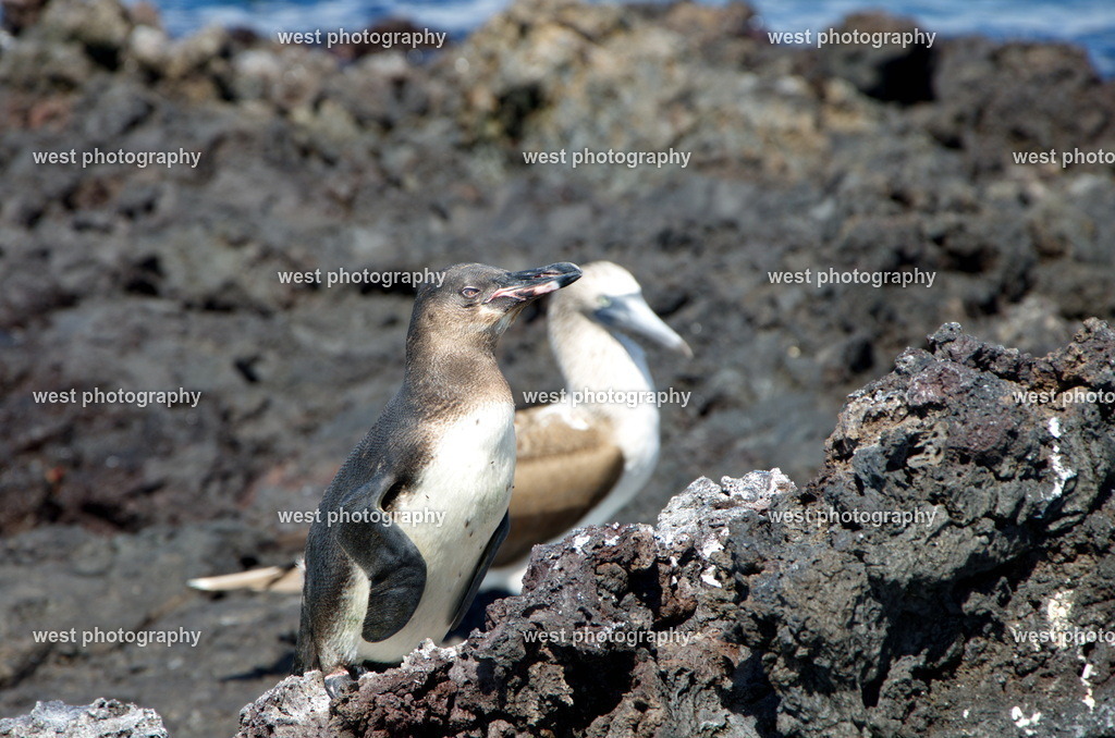 Galapagos Penguin 2 - EQU 2015 | west photography - Realisiert mit Pictrs.com