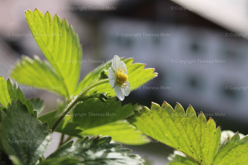 IMG_5095 | Naturpuls - Realisiert mit Pictrs.com