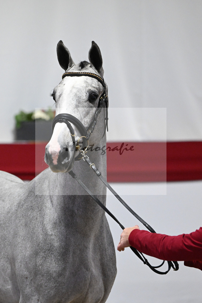 Kat-Nr. 46 v. Clarimo_Hahn u Schleicher_63221117 | hf-fotografie - Realisiert mit Pictrs.com