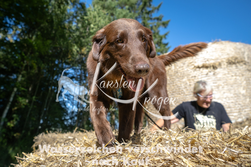 1253_ZZ92563-2 | kk-dogfotos