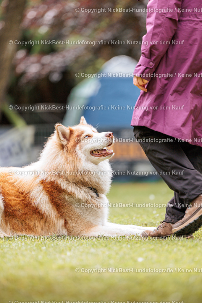 RO-Blumenthal-2026-Nickbest-Hundefotografie-2092 | Dein Hund! Dein Moment! Deine Erinnerungen! Hundefotografie in Bremen Blumenthal. Ich fange die besonderen Momente deines Vierbeiners ein – ob Indoor mit Blitzanlage oder in der freien Natur. Sicher dir dein Moment und dein Termin für eure Erinnerungen.