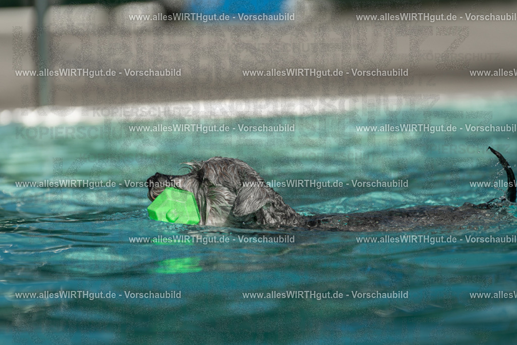 Hundeschwimmen_Volksbad_2026-allesWIRTHgut_Tierfotografie-2609061518-7R501405 | Professionelle Tierfotografie in Mönchengladbach von Daniel Wirth (allesWIRTHgut). Liebevolle & natürliche Bilder von Hunden & Katzen für unvergessliche Erinnerungen.