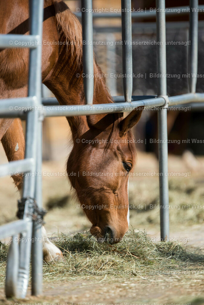 20170312_Fuchs_auf_Paddock_0003 | equistock