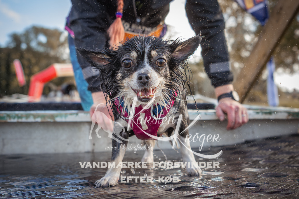 1317_ZZ90051-2 | kk-dogfotos