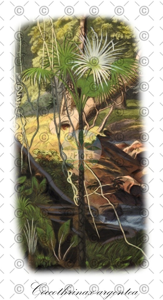 HistAbb_3RMZ_1_ENZY_Simple | Historische Abbildung von Coccothrinax argentea - Arecaceae | Historical Illustration of Coccothrinax argentea - Arecaceae