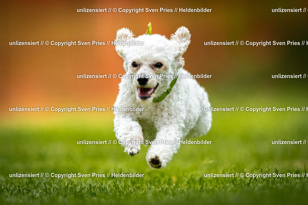 Sven Pries | 2025-09-21 - Hunderennen Baden-Oos - Realisiert mit Pictrs.com