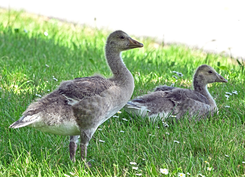 Graugansfamilie11 | lucisnaturbilder - Realisiert mit Pictrs.com