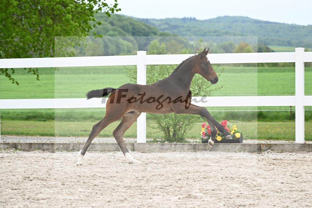 Kat-Nr. 8 HF Tesino RS x Benetton Dream_Greim_23260947 | hf-fotografie - Realisiert mit Pictrs.com