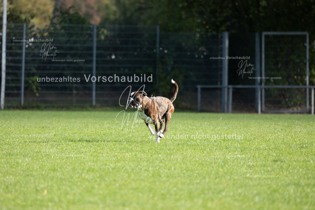 _16A6463 | Einzigartige Fotos von Hunden & Menschen –Actionfotos, Portraits, Vereinsaufnahmen & Paarshootings – authentisch, lebendig & mit Herz.