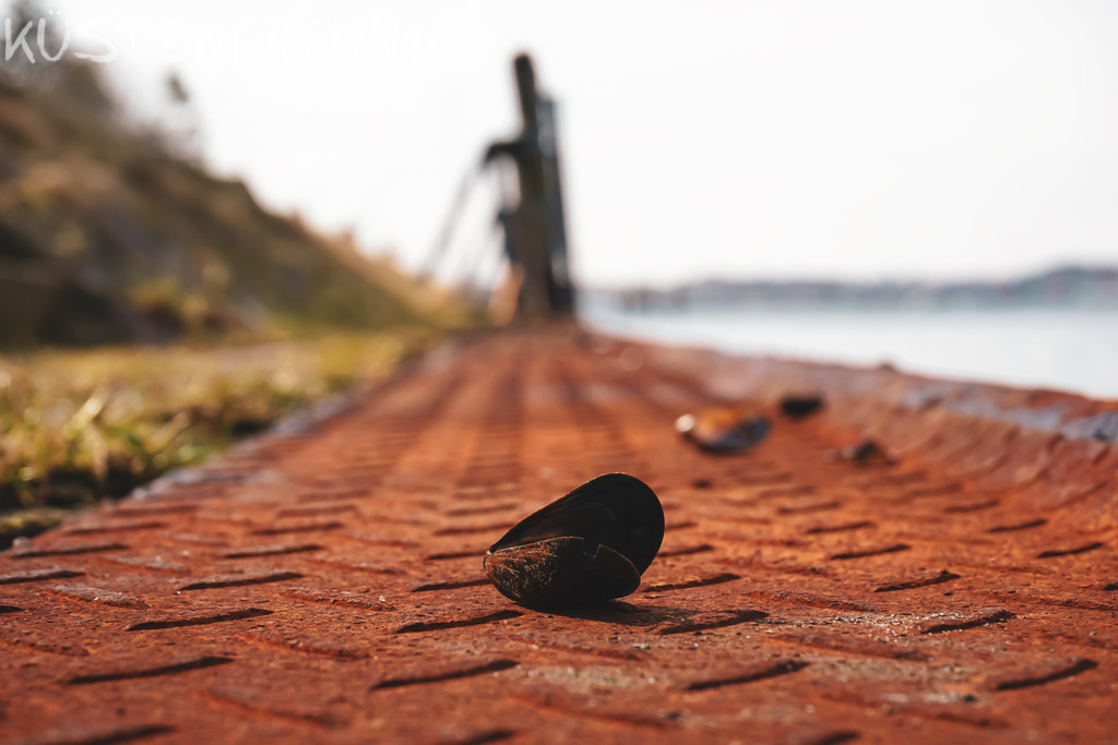 Miesmuschel Priwall | Entdecke deine Lieblingslandschaft von der Küste – auf Ostsee Leinwand, Nordsee Leinwand, Alu Dibond oder Acrylglas, passend für jeden Geschmack und Raum.
