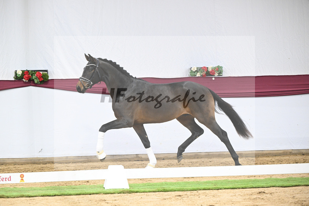 Kat-Nr. 109 Bon Courage x San Remo_Jakob u Martina Reglauer_47253686 | hf-fotografie - Realisiert mit Pictrs.com