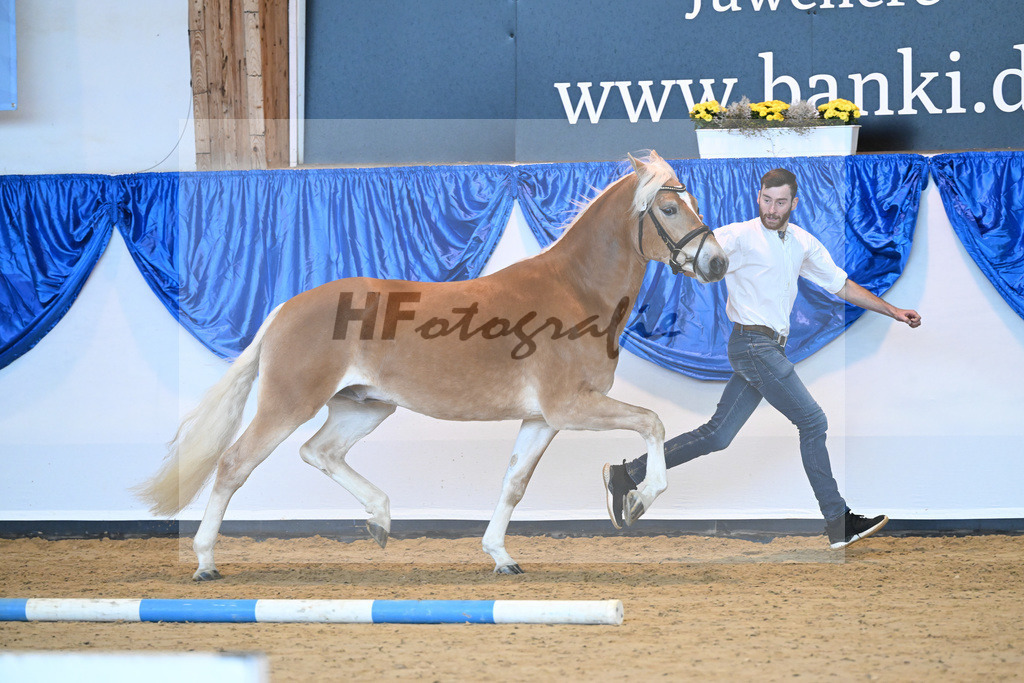 Kat-Nr. 14 Ariat v. Adonis_Dittrich_60220713 | hf-fotografie - Realisiert mit Pictrs.com