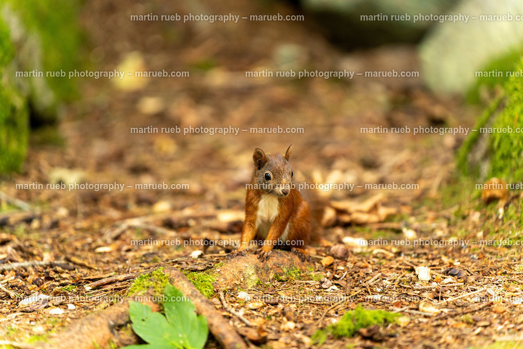 Squirrel's Playground (horizontal) | Squirrel in it's natural habitat - Realisiert mit Pictrs.com