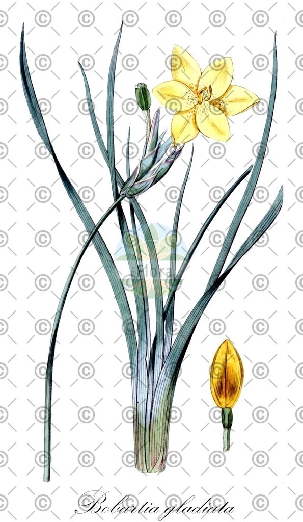 HistAbb_wfo-0000347273_1_ENZY_Simple | Historische Abbildung von Bobartia gladiata - Iridaceae | Historical Illustration of Bobartia gladiata - Iridaceae
