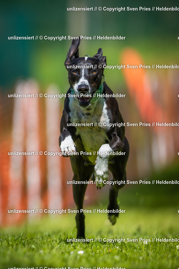 Hunderennen_April_2026_176 | 2026-04-26 - Hunderennen Baden-Oos April 2026 - Realisiert mit Pictrs.com