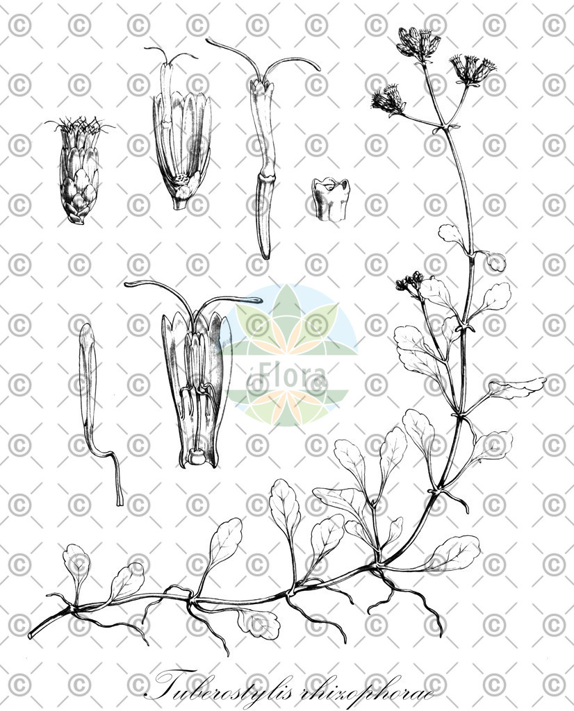 HistAbb_6123_1_SIMPLE | Historische Abbildung von Tuberostylis rhizophorae - Asteraceae | Historical Illustration of Tuberostylis rhizophorae - Asteraceae