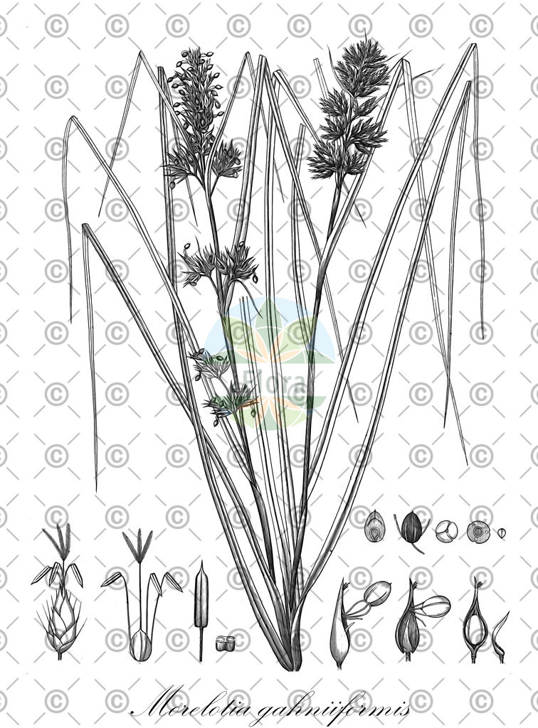 HistAbb_EMP_13535_1_SIMPLE | Historische Abbildung von Morelotia gahniiformis - Cyperaceae | Historical Illustration of Morelotia gahniiformis - Cyperaceae