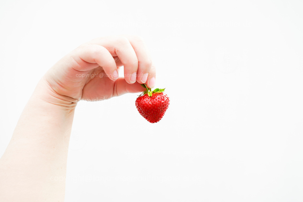 Eine Hand hält eine perfekte Erdbeere  | Eine Hand hält eine perfekte Erdbeere hoch. Helles Bild vor weißem Hintergrund           