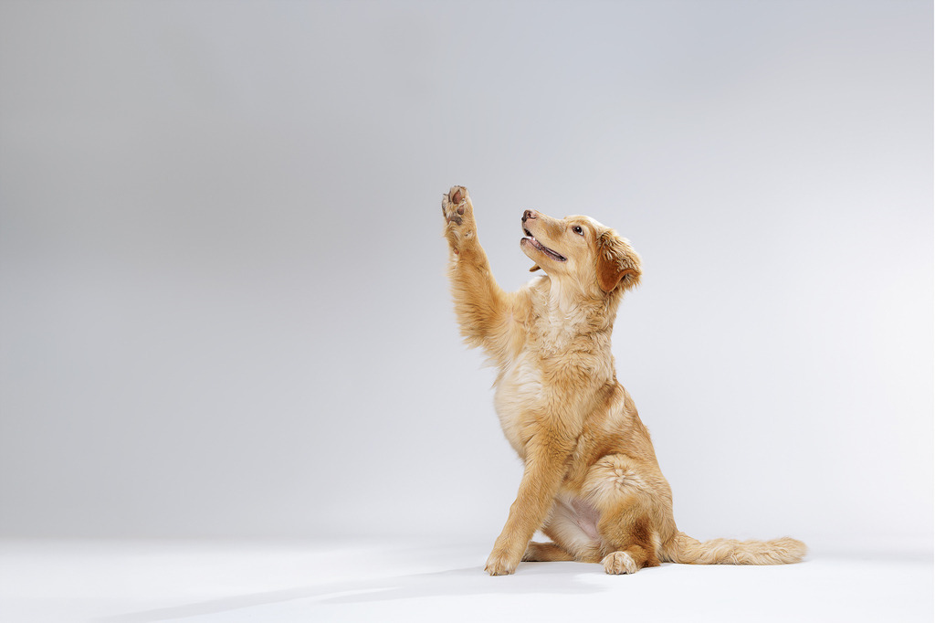 Welpen Hundeshooting | Welpen Fotografie und Hundeshooting, Bremen Blumenthal und um zu.