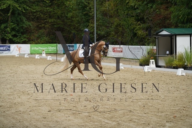 VAN01784 | Marie Giesen Fotografie - Realisiert mit Pictrs.com
