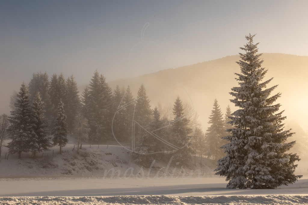 Christbaum Schmalzermoos | Bei Veröffentlichung des Bildes ist eine Namensnennung wie folgt erforderlich: 
Foto: Mostdirn Irmgard Wieser - Realisiert mit Pictrs.com