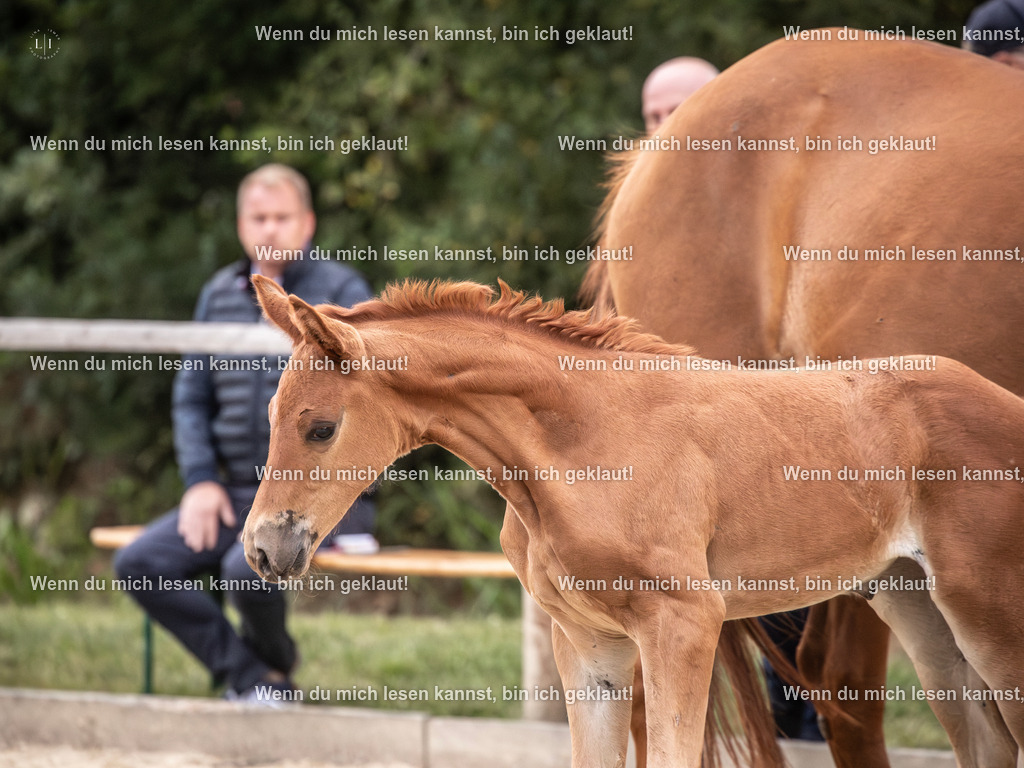 A10I7298-Verbessert-RR | photographylinaismer - Realisiert mit Pictrs.com