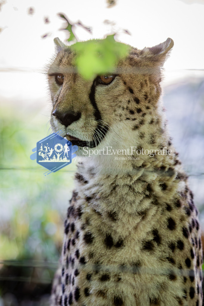 IMG_6359 | SportEventFotografie - Roman Stoiber