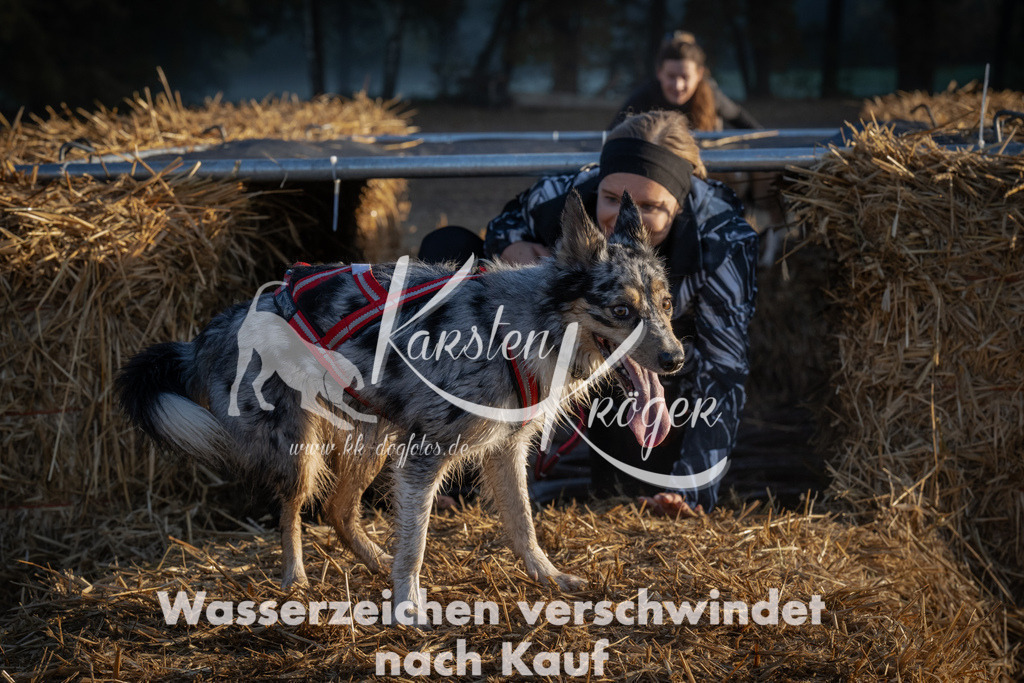 0919_ZZ92352 | kk-dogfotos