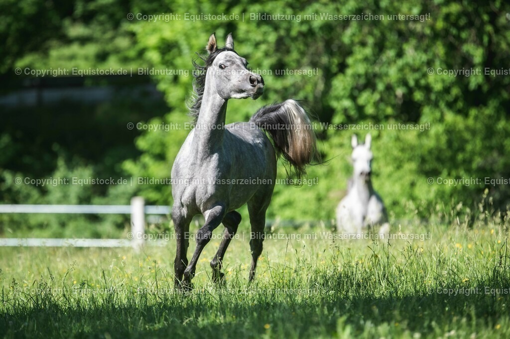 20210617_Araber_Marbach_Koppel_0079 | Foto: Thomas Hartig