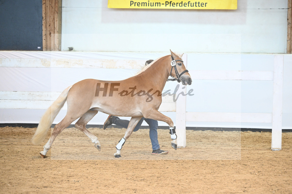 Kat-Nr. 17 v. Barios_Hartmann_6240355 | hf-fotografie - Realisiert mit Pictrs.com
