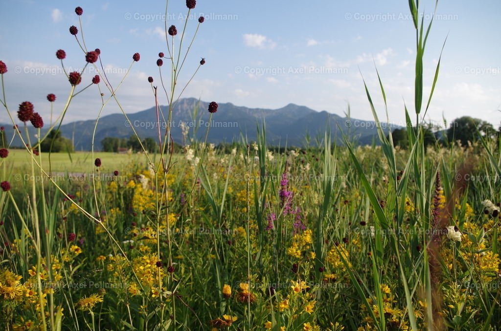 07-juli-IMGP0651 | fotografiert von Axel PollmannLeonhardi Wallfahrt Benediktbeuern und Murnau, Fronleichnam, Fasching, Landschaft im Loisachtal und Benediktbeuern  - Realisiert mit Pictrs.com