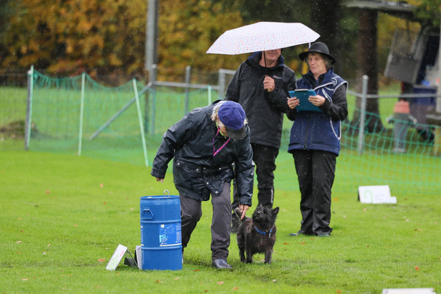 2025_Rally_Obedience_SM-18 | Ich fotografiere Hundeausstellungen, Sportanlässe, Zuchtstätten, Hundezucht, Hundeportrait, Lagotto - Realisiert mit Pictrs.com