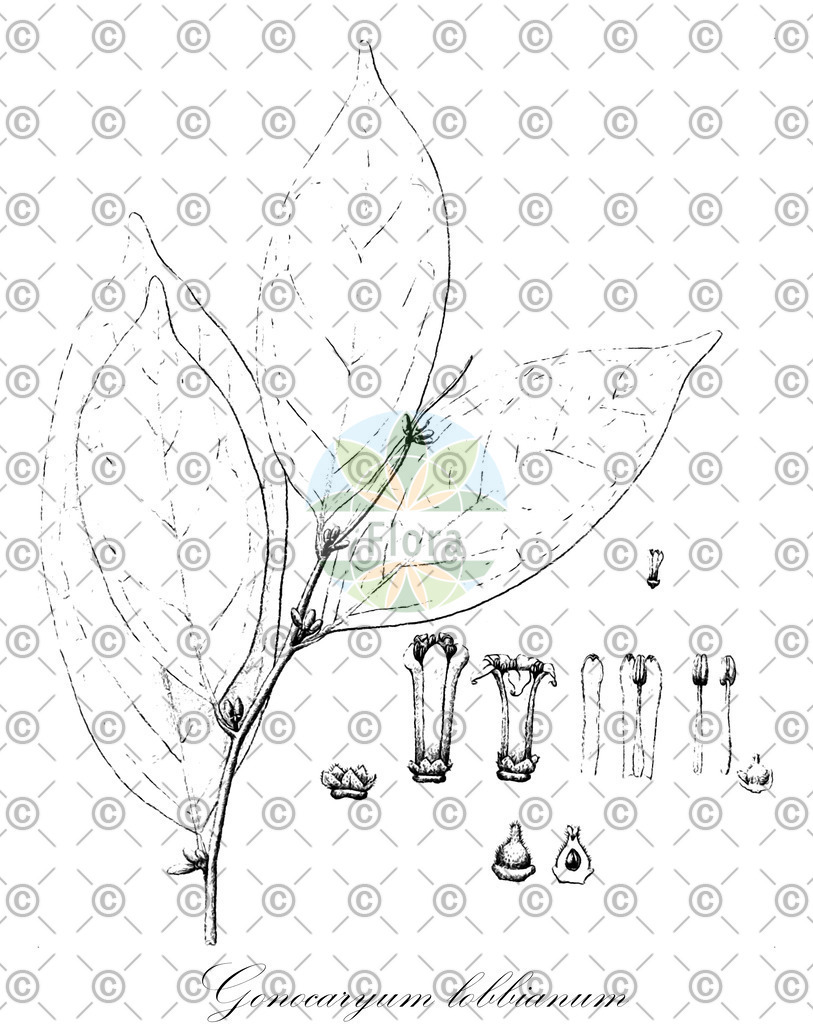 HistAbb_wfo-0000706950_1_ENZY_Simple | Historische Abbildung von Gonocaryum lobbianum - Cardiopteridaceae | Historical Illustration of Gonocaryum lobbianum - Cardiopteridaceae