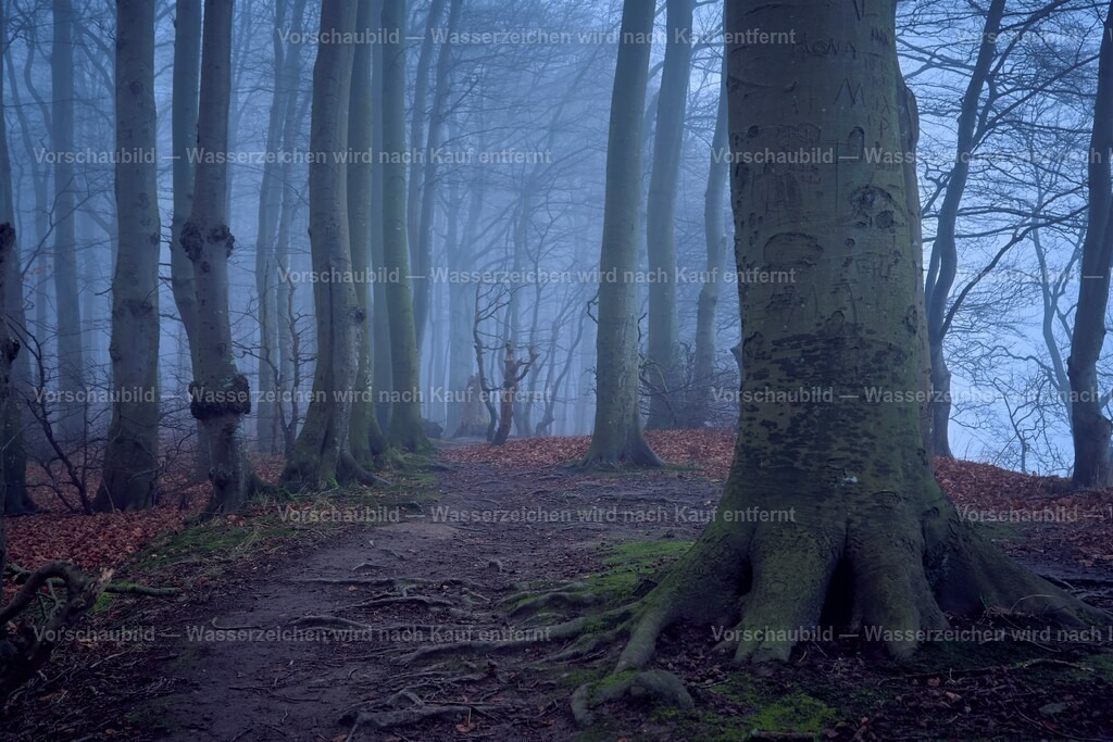 Mystischer Wald | Buchenwald im Nebel an der Ostseeküste - Realisiert mit Pictrs.com