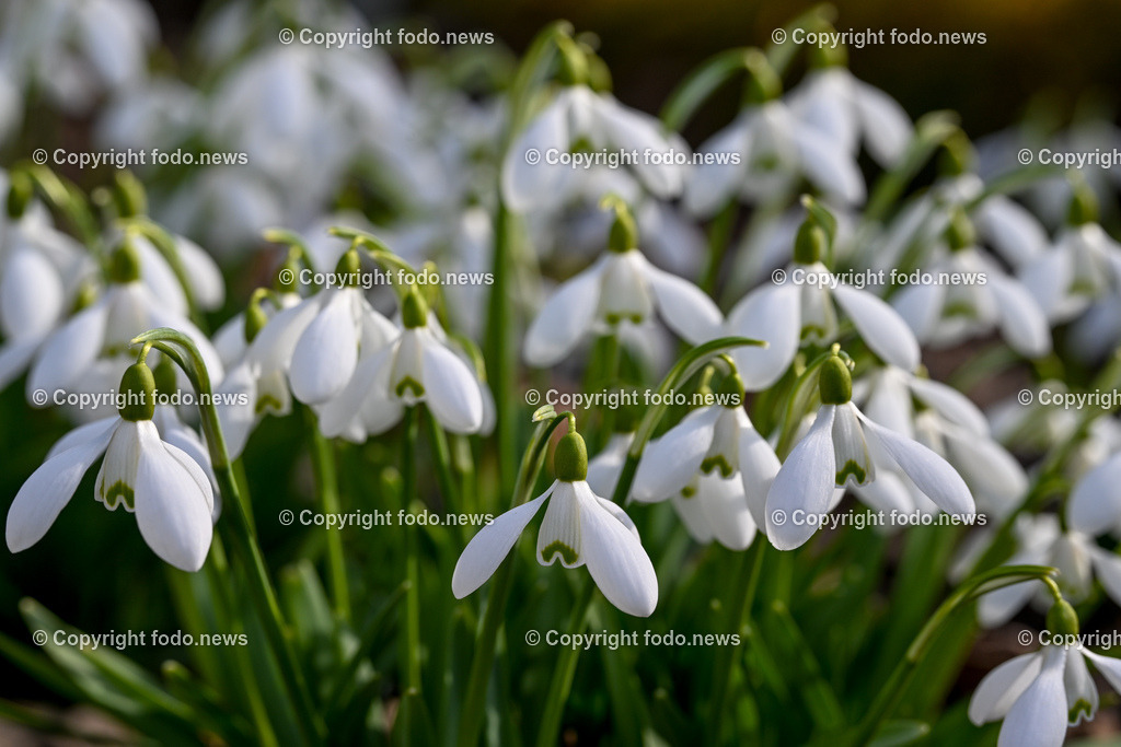 Fruehling_ Blumen_ Fruelingsboten_ 05.03.2025-3 | 05.03.2025, Linz, AUT, Fruehling, Blumen, Fruehlingsboten, im Bild Frühling, Blumen, Frühlingsboten, Fruehling, Fruelingsboten, Schneeglöckerl, Schneegloeckerl, Schneeglöckchen, Schneegloeckchen,  Blütenpflanze, Vorfrühling
