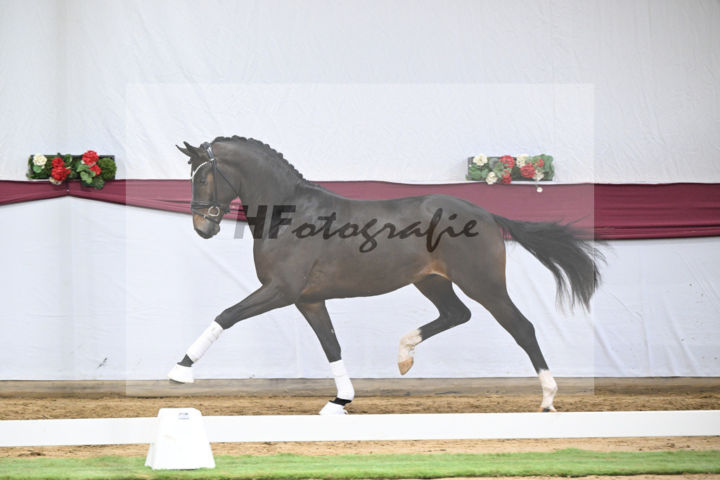 Kat-Nr. 53 Escanto PS x Dancier_Patrick Pongratz_47251996 | hf-fotografie - Realisiert mit Pictrs.com