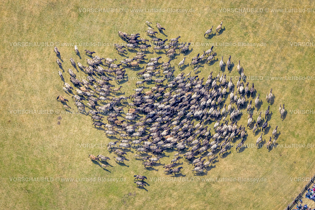 Duelmen220505113MerfelderBruchPferde | Luftbild, Wildpferdefang im Merfelder Bruch bei Dülmen, Arena der Wildpferdebahn, Herzöge von Croÿ Anwesen, Pferdeherde,  Merfeld, Dülmen, Münsterland, Nordrhein-Westfalen, Deutschland