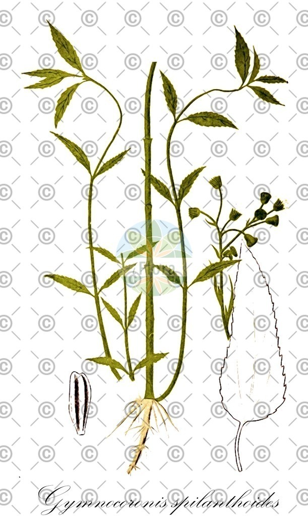 HistAbb_62TXF_1_ENZY_Simple | Historische Abbildung von Gymnocoronis spilanthoides - Asteraceae | Historical Illustration of Gymnocoronis spilanthoides - Asteraceae